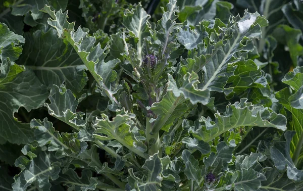 Broccoli Plant Die Opgegeten Door Duiven Bladeren Van Brassicae Worden — Stockfoto