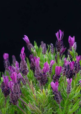 Çiçekteki güzel mor lavantanın dikey görüntüsü. Siyah arkaplan ile yakın plan, yukarıdaki boşluğu kopyala 