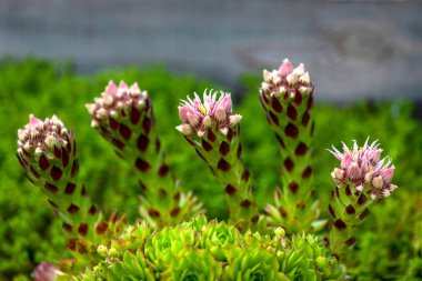 Sempervivum ya da evin makro görüntüsü çiçek açmak üzere olan sert ve sulu, seçici odak arkaplan fotokopi uzayının üstündeki bulanık