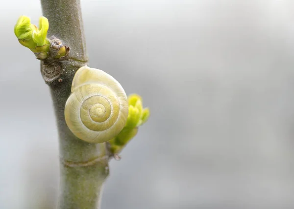 달팽이 Cepaea Hortensis 정원에 나무에 매크로는 공간을 오른쪽으로 — 스톡 사진