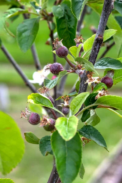 stages of apple tree growth, showing newly forming young apples in an orchard garden or allotment, selective focus blurred background copy space to the left and above