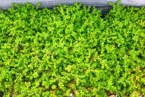 多肉植物 健康なセダム コーカサスの石工植物を正しい気候 土壌の種類 受精で地面に広げ 上のスペースをコピーします — ストック写真