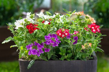 Yatak seçimleri, verbenaceae çeşitli renkler saksıdan salgı bezi ve ben bulanık arka plan fotokopi alanı ile saksıdaydım..