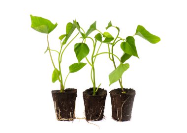 Üç köklü filizlenen tatlı patates filizleri, beyaz bir arka planda izole edilmiş, bağotu ya da sabah ihtişamı ailesi ile ilişkili diferotipik bir bitki Convolvulaceae 