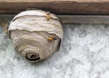 Çiğnenmiş ahşap hamuru ve tükürükten yapılmış bir yaban arısı yuvasının yakınında hareket halindeki böcekleri gösteren düz bir arka plan fotokopi alanı sağda.