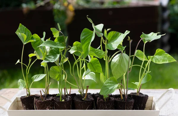 Grupo Hojas Patata Dulce Que Brotan Enraizadas Una Planta Dicotiledónea —  Fotos de Stock