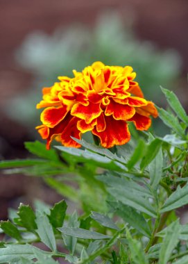 Afro otçul kadife çiçeği, papatya ailesinden Tagetes.