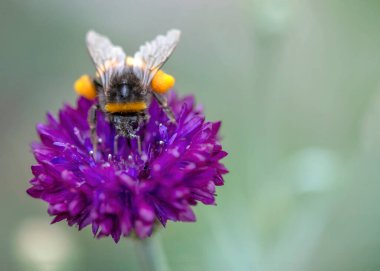 Bir yaban arısının makro görüntüsü yaban arısı çevre kampanyalarını desteklemek için polen topluyor yaban hayatının korunmasını sağlamak için, seçici odak alanı