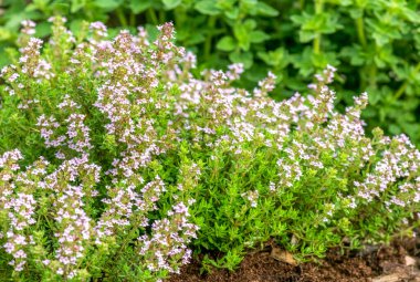 Güneşli bir günde çiçek bahçesinde büyüyen kekik.