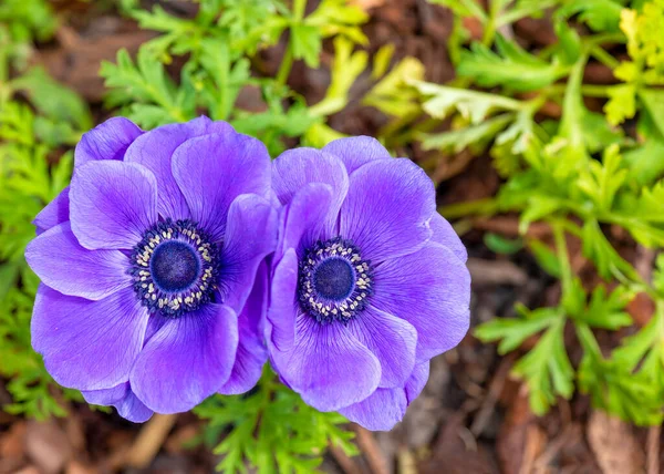 Pereche Flori Frumoase Anemone Puple Familia Ranunculaceae Împușcat Aproape Pistil — Fotografie, imagine de stoc