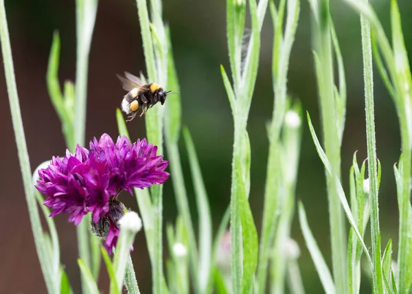 Концепція Бджіл Небезпеці Вимирання Через Зміни Середовища Показують Джмель Польоті Стокова Картинка