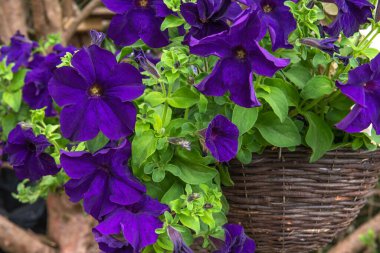 Sarkan sepette açan mor petunya çiçeklerini kapatın, seçici odak arkaplan fotokopi alanı alttaki bulanık