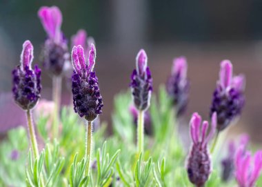 Lavandula stoechas, arka planda diğer çiçeklerin olduğu tek bir lavanta çiçeğine odaklan, kopya alanı için botanik arkaplan çekimi 