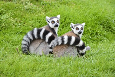 A Pair of Ringtail Lemurs clipart