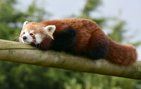 Красная панда на ветке — стоковое фото