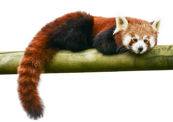 Panda vermelho em um log — Fotografia de Stock