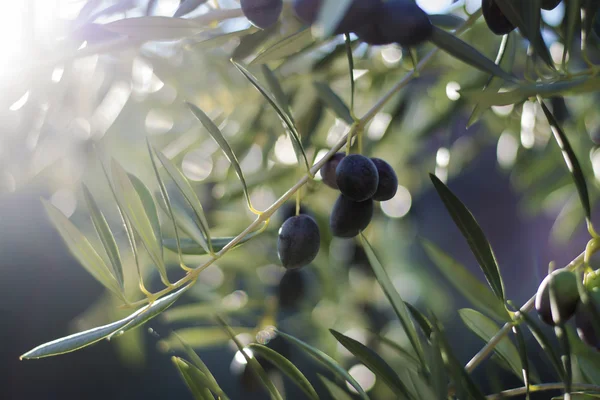 Mediterranean Black Olives