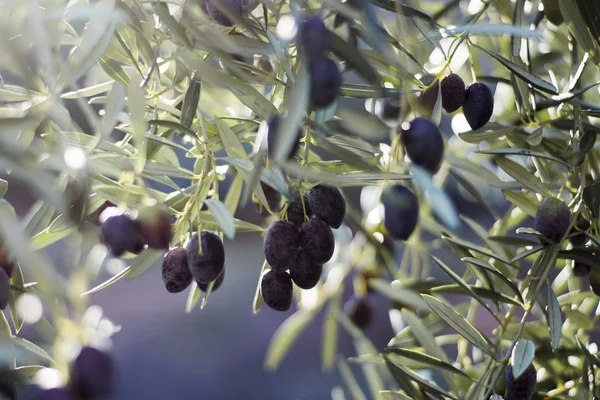 Mediterranean Black Olives