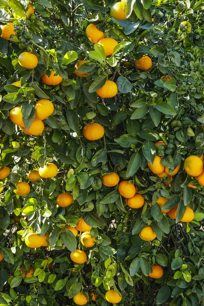 Portakal ağacı meyve bahçesi — Stok fotoğraf