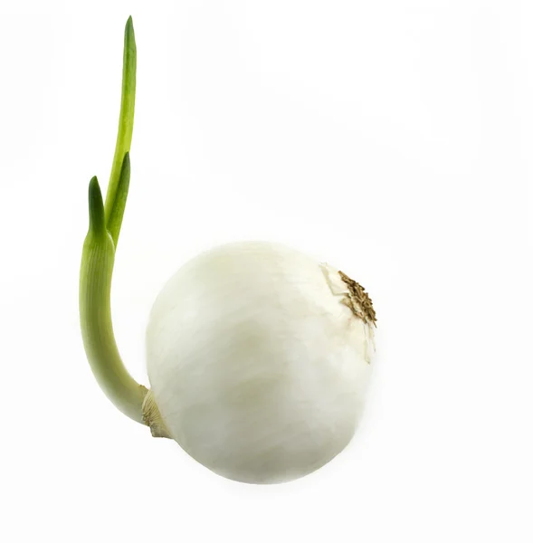 Germinando cebolla blanca — Foto de Stock