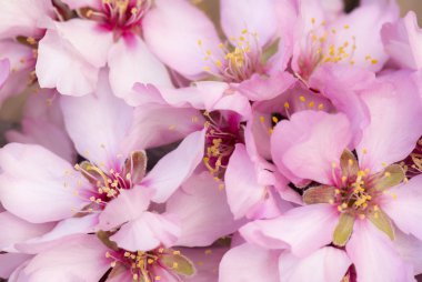 Güzel, pembe badem çiçeği 