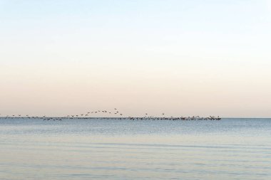 Denizin üzerinde bir kuş sürüsü. Kuşların daha sıcak bölgelere mevsimsel göçü. Yumuşak seçici odak.