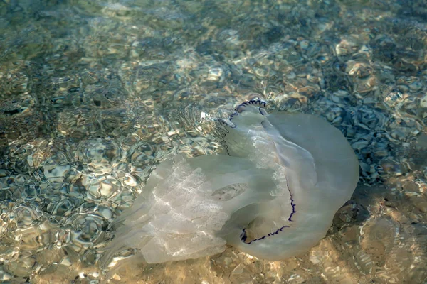 Morska Meduza Piaszczystej Plaży Morza Czarnego Miękkie Ukierunkowanie Selektywne — Zdjęcie stockowe