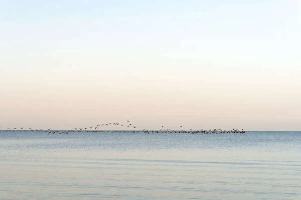 Flock Birds Sea Seasonal Migration Birds Warmer Regions Soft Selective — Stock Photo, Image