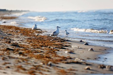 Dalgalardan sonra deniz yosunu ve denizanasıyla çamurlu bir sahilde martılar. Yumuşak seçici odak.