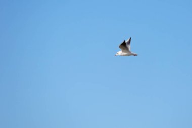 Mavi gökyüzü arka planında vahşi martı.