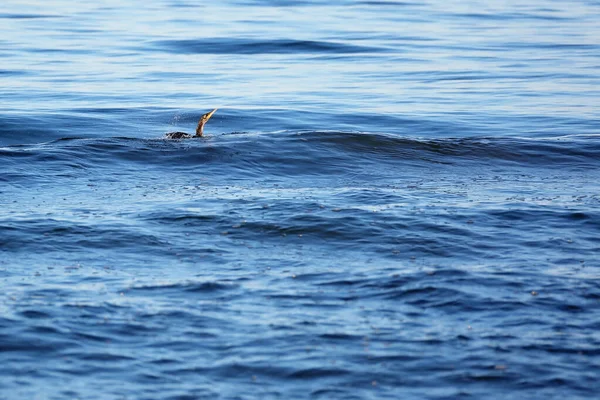 Великий Чёрный Баклан Фалакрокоракс Охотится Рыб Море Мягкая Селективная Фокусировка — стоковое фото