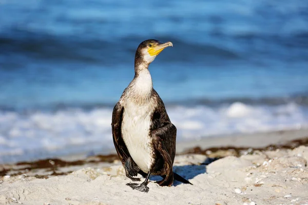 Great Black Cormorant Phalacrocorax Carb Dry Feathers Sea Beach Close — Stock Photo, Image