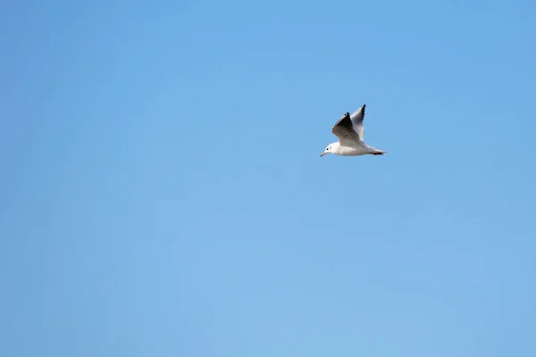 Gaivota Selvagem Fundo Céu Azul Natural — Fotografia de Stock