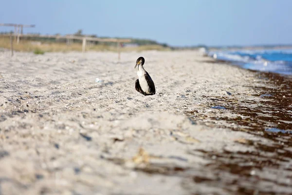 Nagy Fekete Kormorán Phalacrocorax Szénhidrát Szárítja Tollak Strandon — Stock Fotó