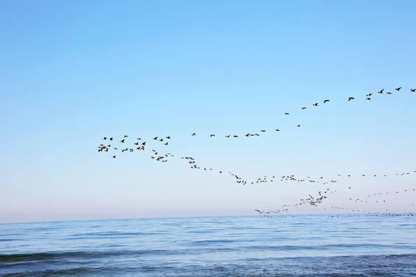 一群候鸟在海面上方的天空中飞翔 鸟类季节性迁移 软性选择性重点 — 图库照片