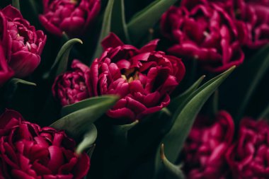 Mor şakayık laleleri sahada. Bahar bulanık arka plan, kartpostal. Anneler Günü, Kadınlar Günü, Tatil. Yumuşak seçici odaklanma, odağını kaybetme. Boşluğu kopyala.