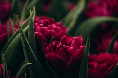 Mor şakayık laleleri sahada. Bahar bulanık arka plan, kartpostal. Anneler Günü, Kadınlar Günü, Tatil. Yumuşak seçici odaklanma, odağını kaybetme. Boşluğu kopyala.