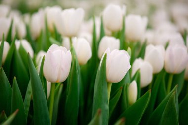 Arazide bir grup beyaz lale. Bahar bulanık arka plan, kartpostal. Anneler Günü için buket, Kadınlar Günü, tatil. Yumuşak seçici odaklanma, odağını kaybetme. Boşluğu kopyala.