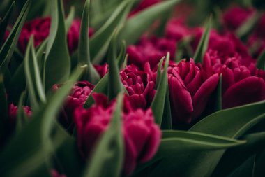 Mor şakayık laleleri sahada. Bahar bulanık arka plan, kartpostal. Anneler Günü, Kadınlar Günü, Tatil. Yumuşak seçici odaklanma, odağını kaybetme. Boşluğu kopyala.