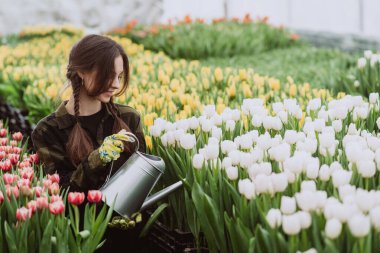 Eldivenli genç kadın bahçıvan sulama tenekesi kullanan lalelerden oluşan bir çiçek tarlasını sular. Bahçıvanlık hobisi. Yumuşak seçici odaklanma, odağını kaybetme. Sanatsal gürültü.