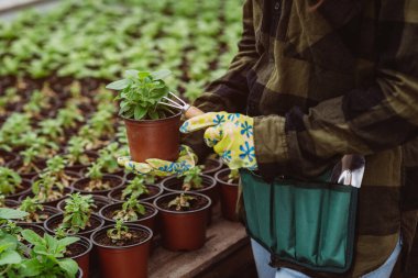 Lastik eldivenli bir bahçıvanın eli, bir saksıya fideleri ve bir bahçe aletini yerleştiriyor. Yumuşak seçici odaklanma, odağını kaybetme. Sanatsal gürültü.