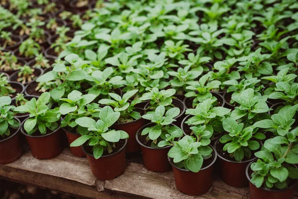 Set of young seedlings of flowers in plastic pots after transplanting. Strong seedlings of petunia. Gardening, floriculture. Soft selective focus, defocus.