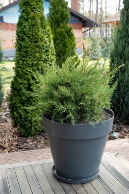 Evergreen thuja peyzaj tasarımında. Özel bir evin verandasındaki bir tencerede selvi..