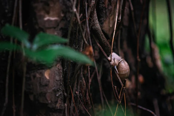 秋天的雨天 一只孤独的小蜗牛沿着干枯的藤蔓爬到树上 蜗牛旅行者 — 图库照片