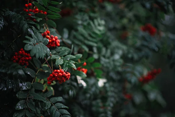 秋の雨の日に熟した野生の果実を持つローワンの茂み ジューシーな明るい葉と果物の庭 季節ごとの10月スタイル 柳の緑の枝の詳細とテクスチャ — ストック写真