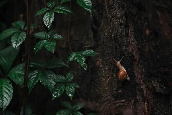 Malý Osamělý Šnek Plazí Mokrém Stromě Zeleným Břečťanem Podzimním Deštivém — Stock fotografie