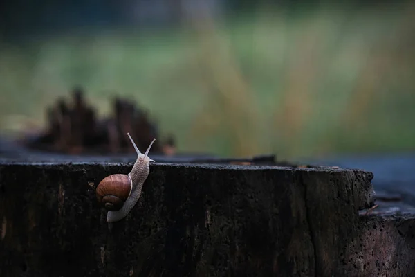 Pequeno Caracol Solitário Deliberadamente Arrasta Toco Árvore Dia Chuvoso Outono — Fotografia de Stock