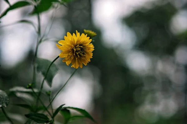 Hermosa Flor Amarilla Día Lluvioso Otoño Estilo Otoño Estacional — Foto de Stock