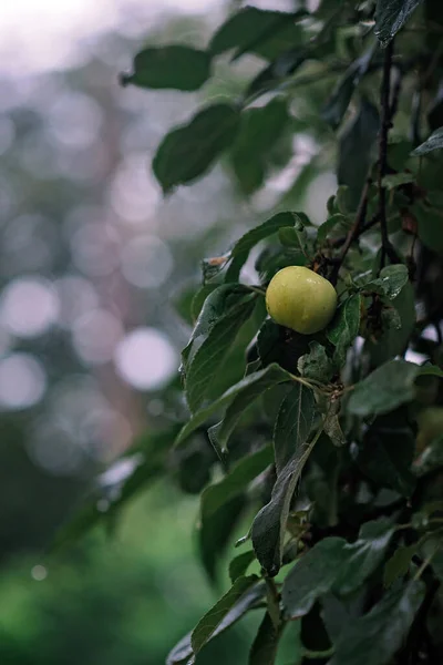 秋天的雨天 苹果枝条上插着青苹果 季节十月风格 苹果树绿枝的细节及结构 — 图库照片