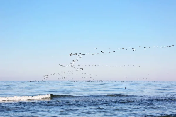 Flock Migrating Birds Sky Sea Seasonal Migration Birds Soft Selective — Stock Photo, Image